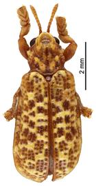   Balyana (Perrotella)  habitus. 